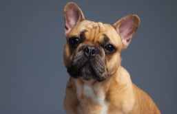 TJ/MG: Cão recebido como presente do ex-marido deve ficar com ex-esposa